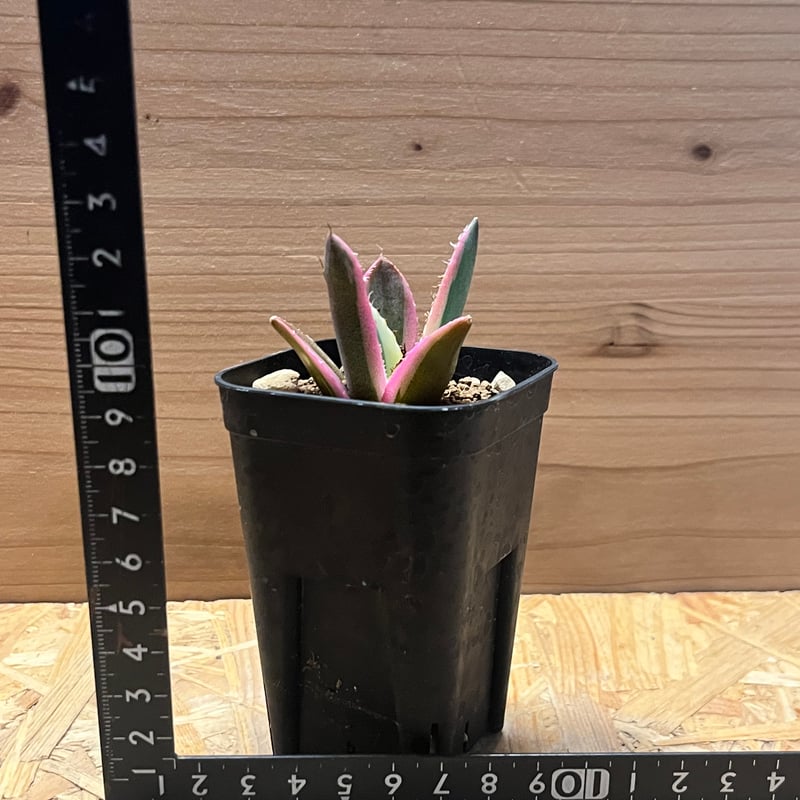 アガベ チタノタ スナグルトゥース | GREEN LUCK