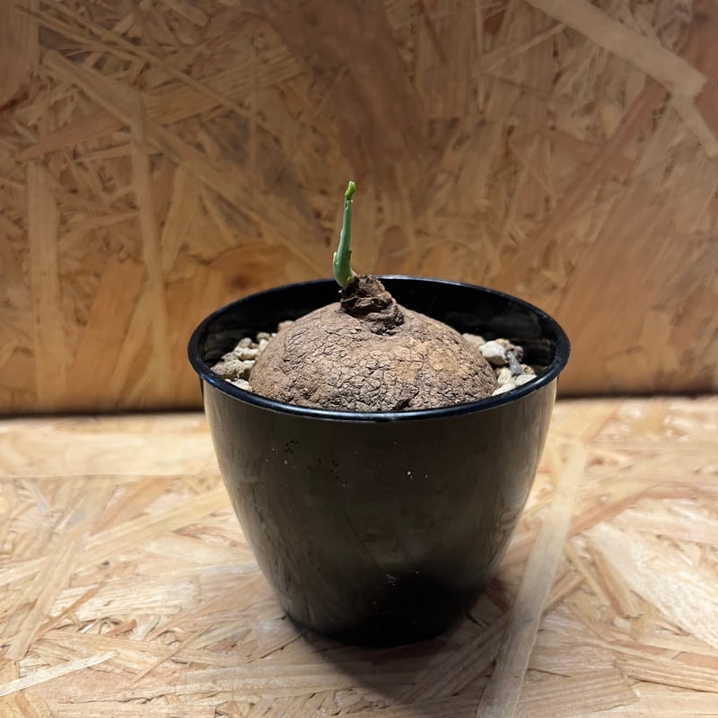 ステファニア エレクタ | GREEN LUCK