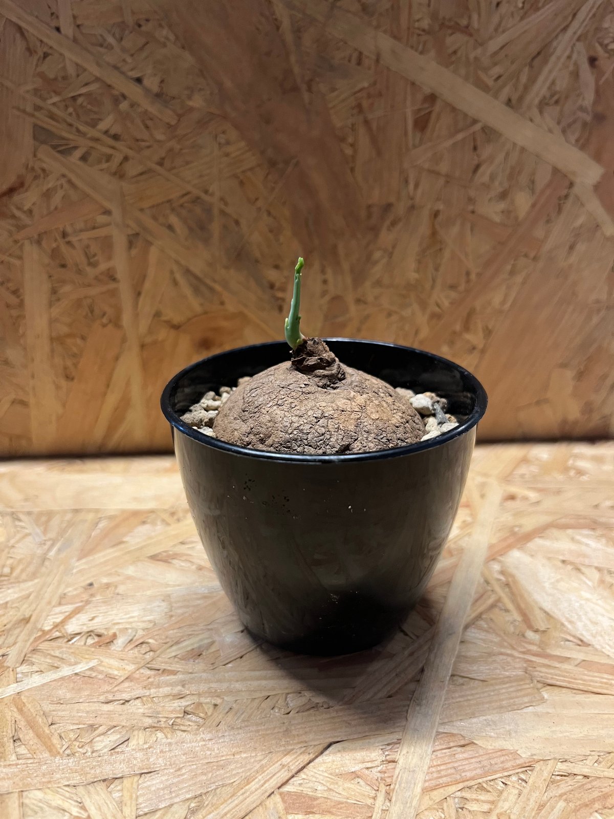 ステファニア エレクタ | GREEN LUCK