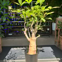 アガベ チタノタ 阿修羅 | GREEN LUCK