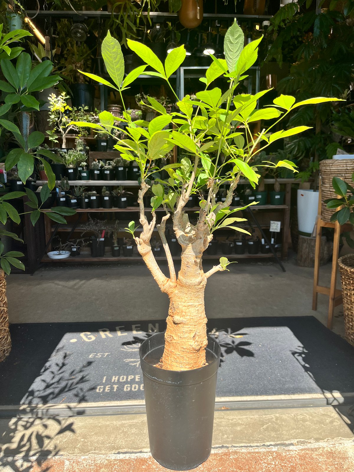 バオバブ ディギタータ | GREEN LUCK