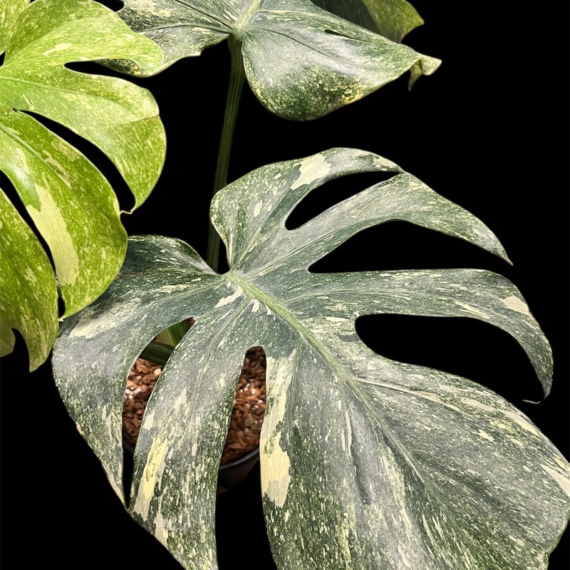モンステラ デリシオーサ 'プラチナム' | GREEN LUCK