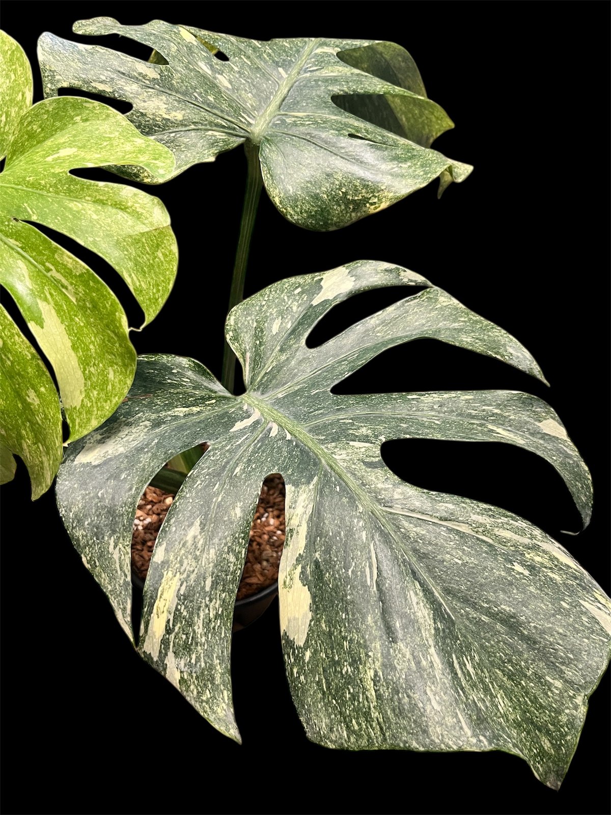 k*j様 モンステラ　デリシオーサ　プラチナム モンステラ デリシオーサ 'プラチナム' | GREEN LUCK