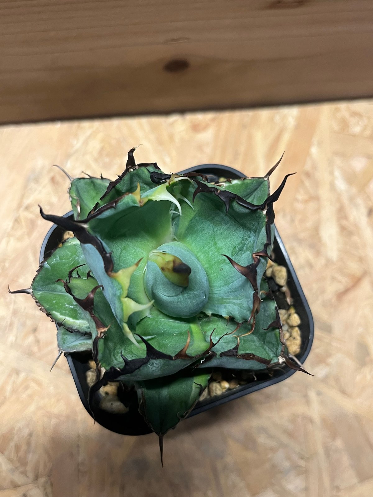 最終割　本日のみP.Pedro Tatsuta oc ペドロ タツタ　親株 最終割 本日のみP.Pedro Tatsuta oc ペドロ タツタ 親株 - メルカリ