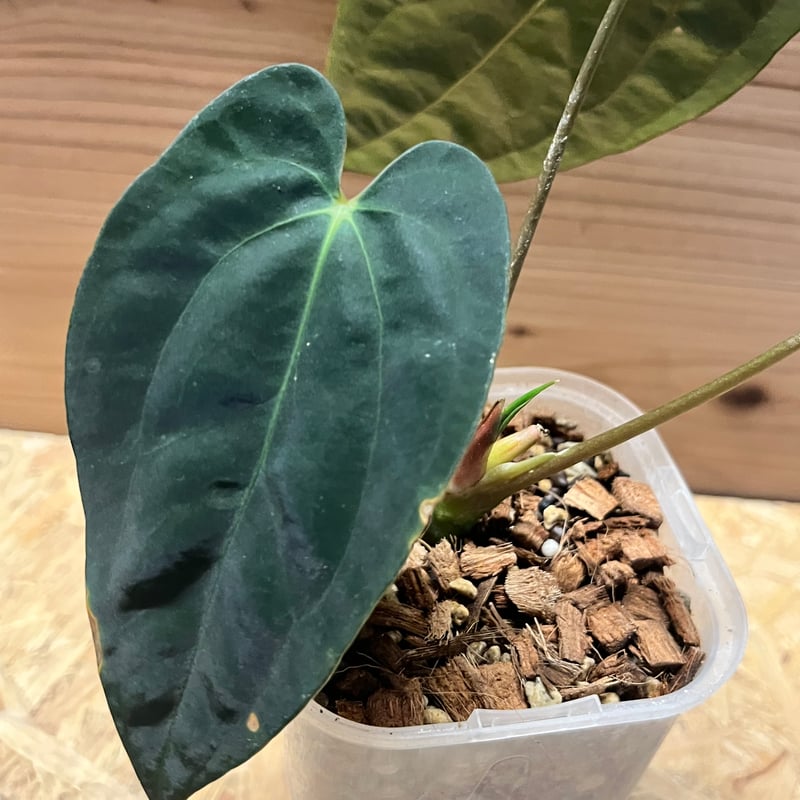 アンスリウム パピリラミナム 'グナヤラ' | GREEN LUCK