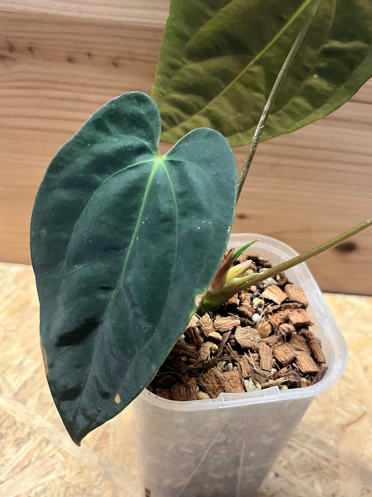 Anthuriumパピリラミナムフォートシャーマン × クナヤレンセ