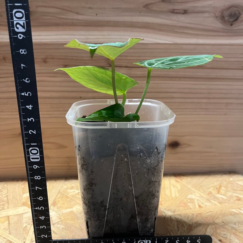 アンスリウム キングオブスペード （HU） | GREEN LUCK