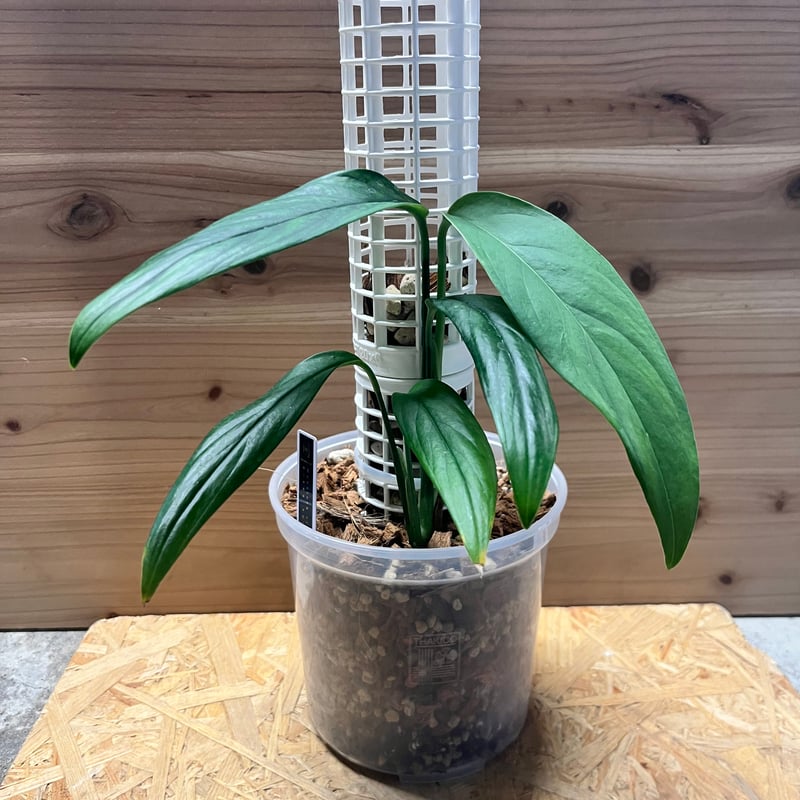 モンステラ クローティ | GREEN LUCK