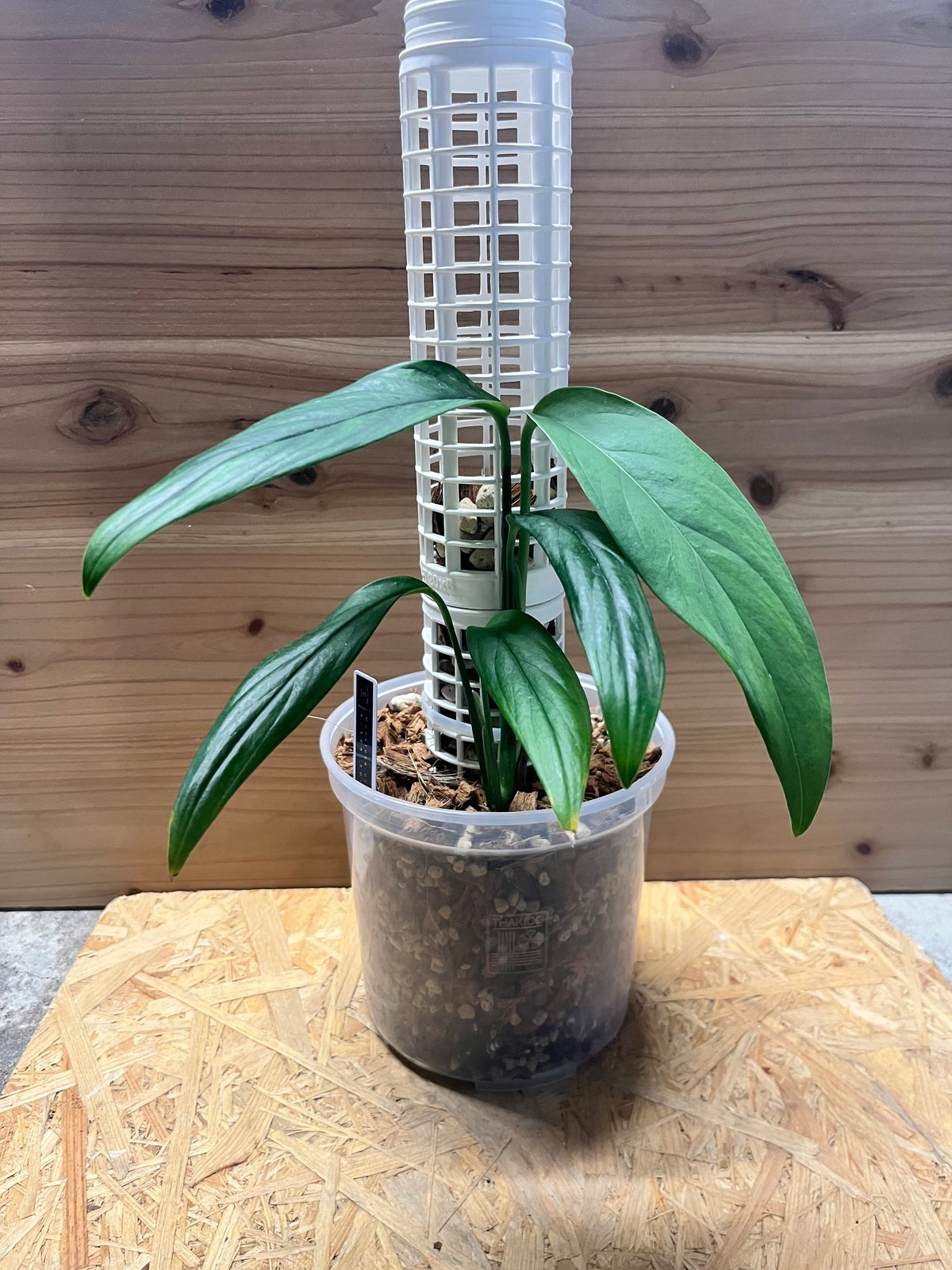 モンステラ クローティ | GREEN LUCK