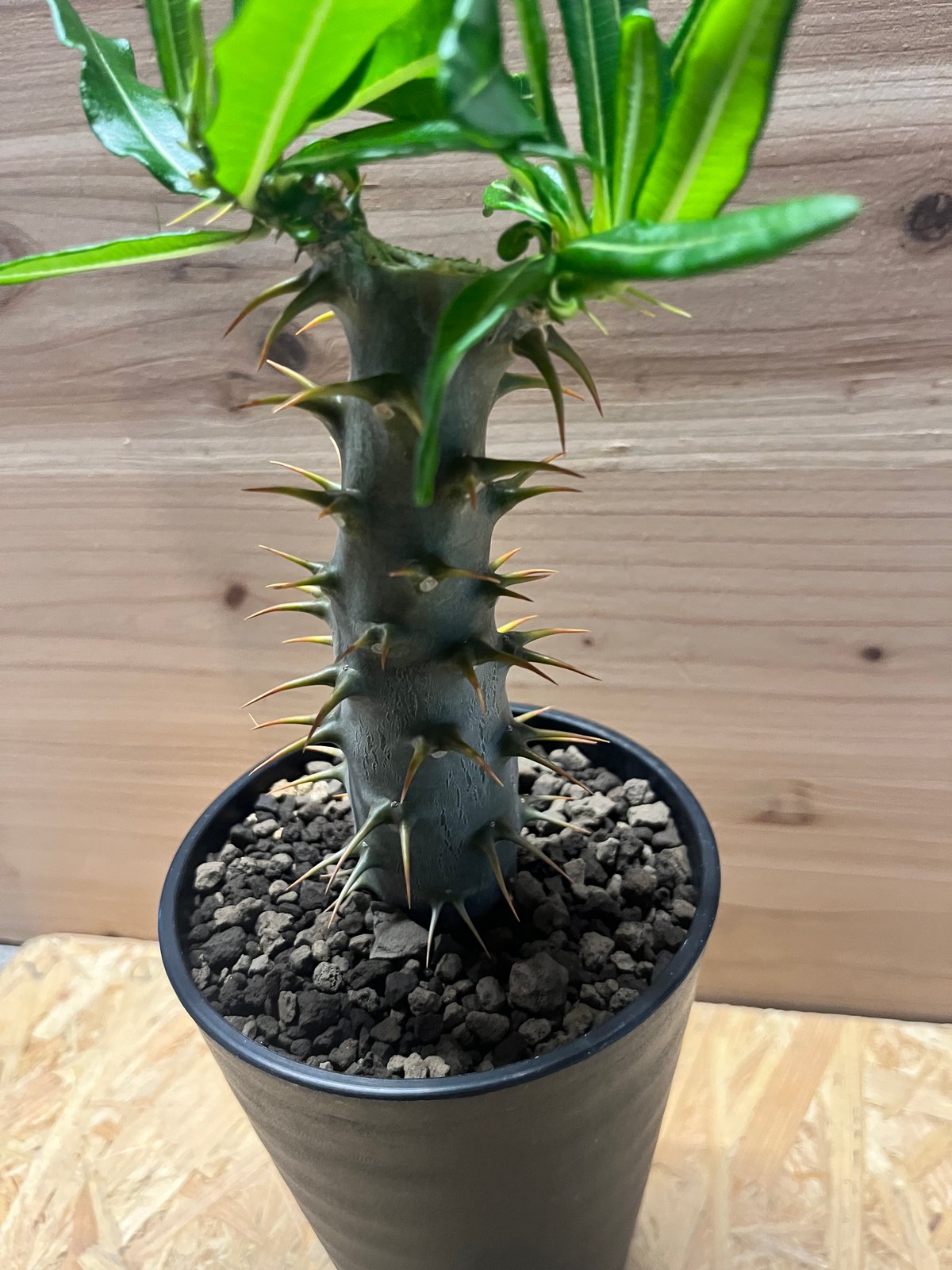 パキポディウム　アンボンゲンセ パキポディウム アンボンゲンセ | GREEN LUCK