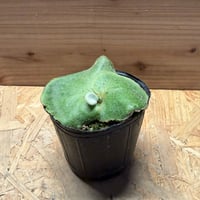 ビカクシダ アンディナム | GREEN LUCK