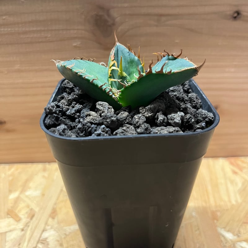 アガベ チタノタ 大螯蝦 ロブスター | GREEN LUCK