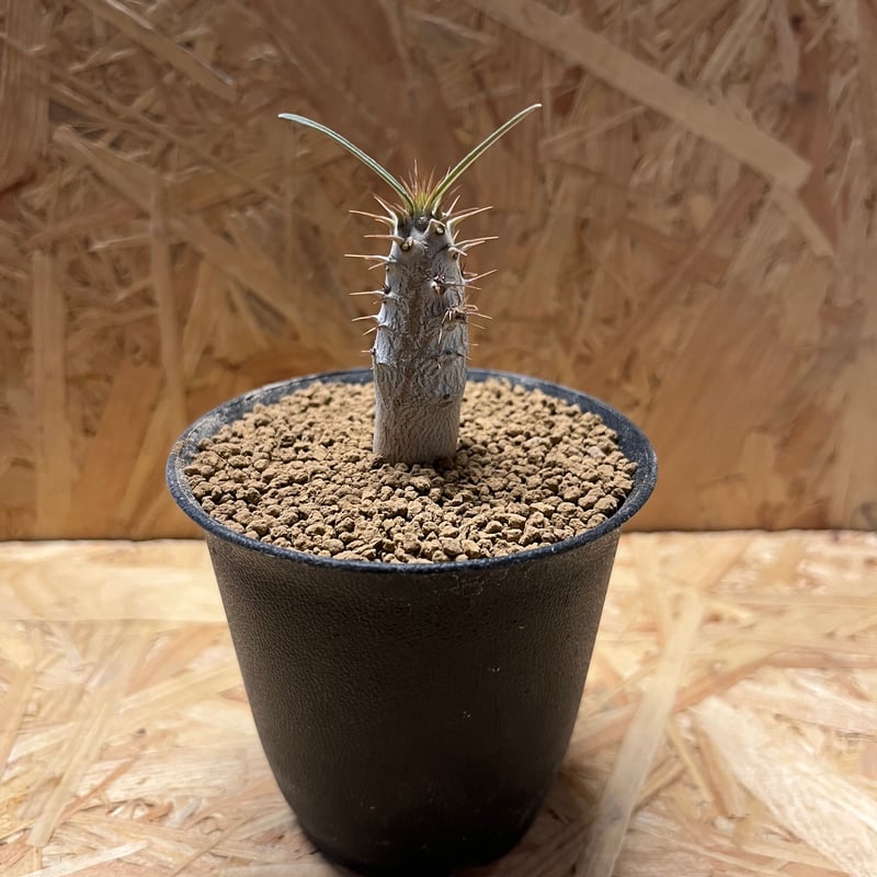 パキポディウム グラキリス | GREEN LUCK