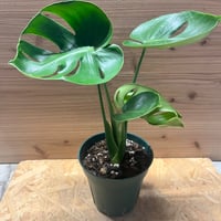 フィロデンドロン ロンギロバム レラノ ミヤノ | GREEN LUCK