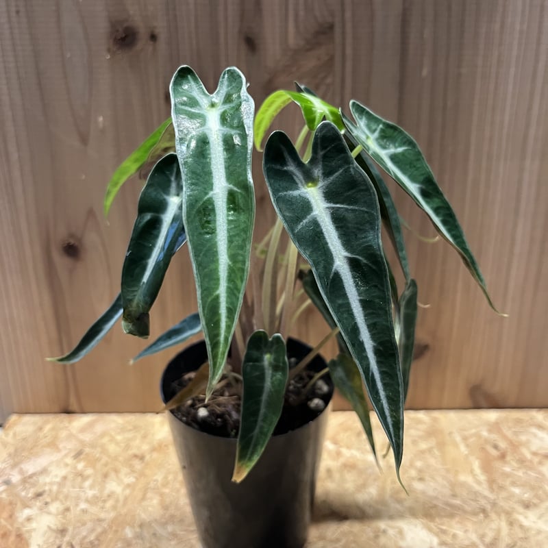 アロカシア バンビーノ アロー | GREEN LUCK