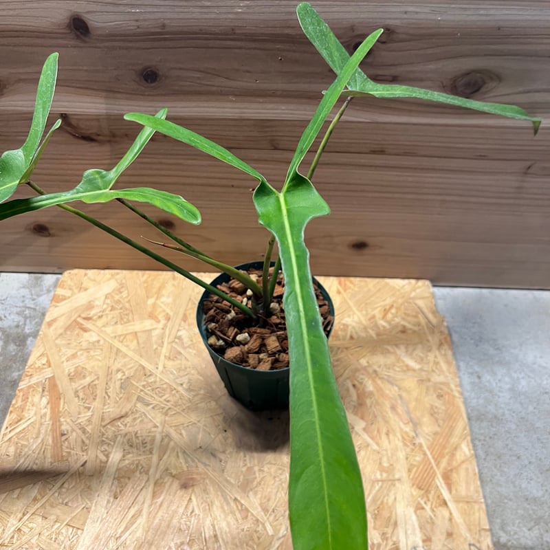 フィロデンドロン ロンギロバム レラノ ミヤノ | GREEN LUCK