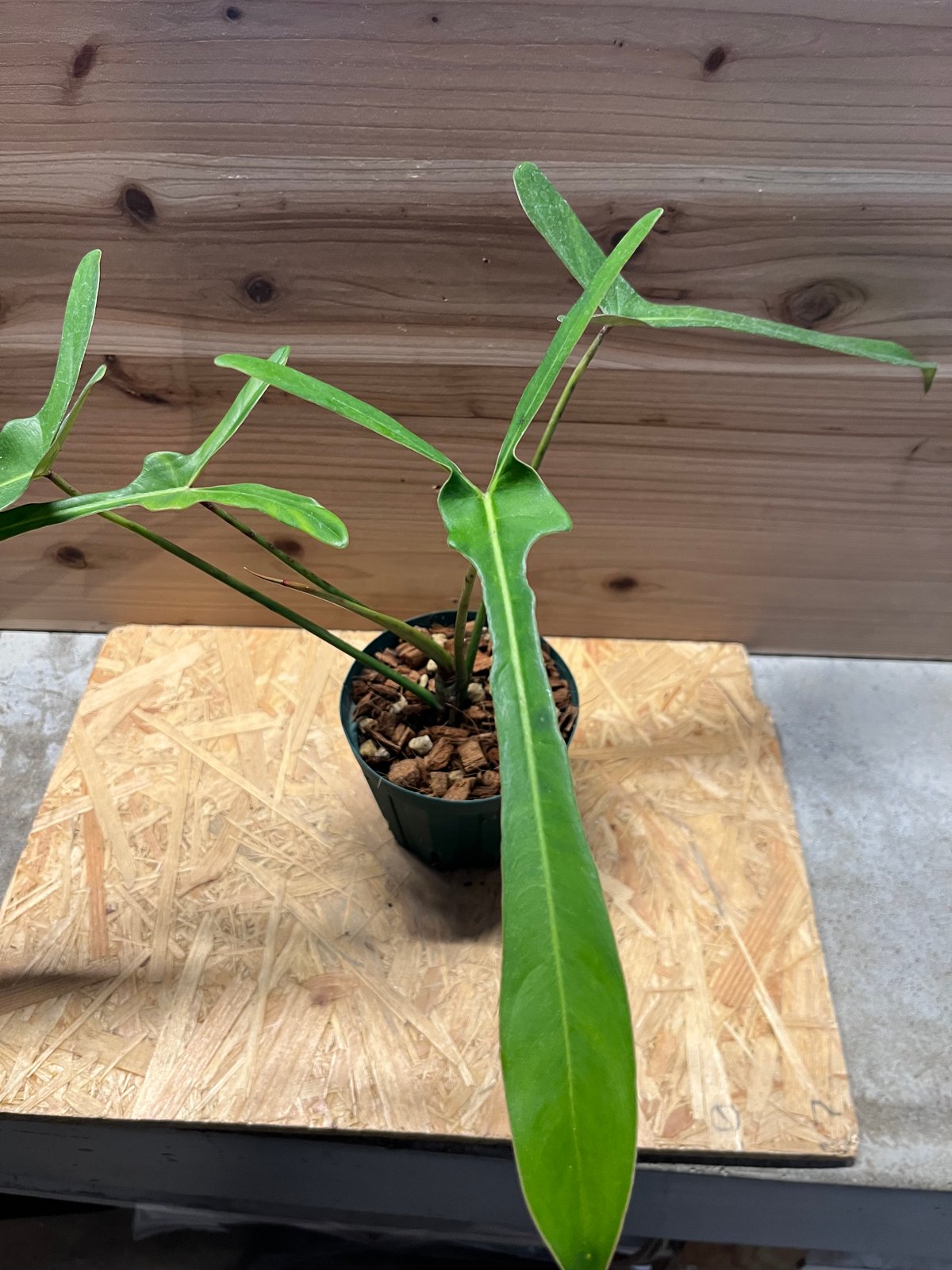 大株　Philodendron ’Lelano Miyano’ フィロデンドロン fit=scale-down,w=1200