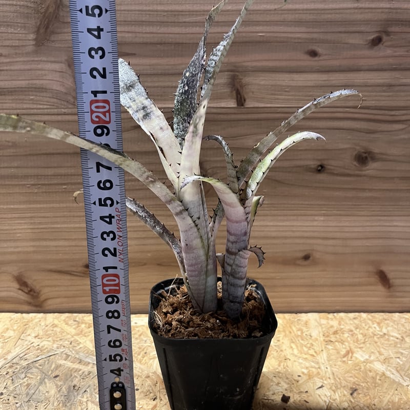 ビルベルギア パイプライン | GREEN LUCK