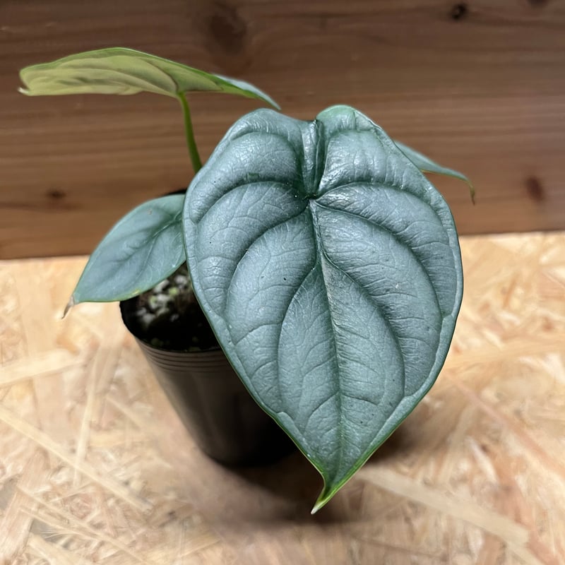 アロカシア シルバードラゴン | GREEN LUCK