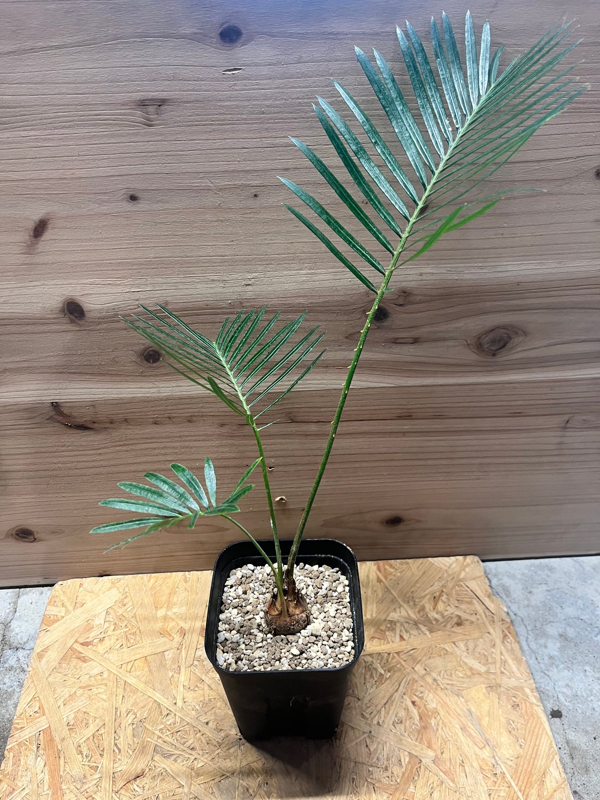 サイカスsp タイシルバー サイカス・タイシルバー(Cycas sp. Silver/Thai Silver Sago)苗