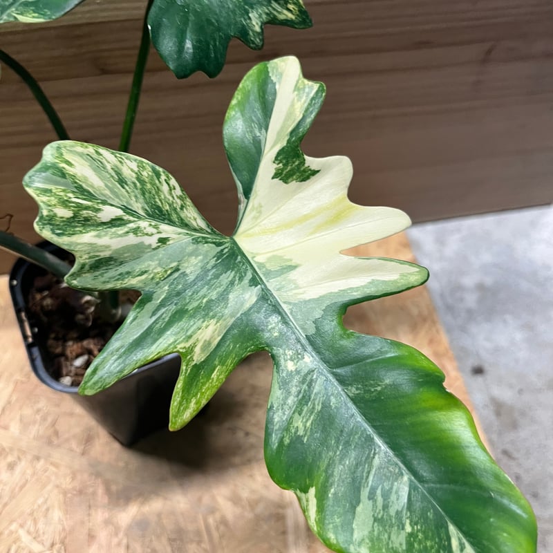 フィロデンドロン キティナ （フロリダビューティー×マヨイ） | GREEN LUCK