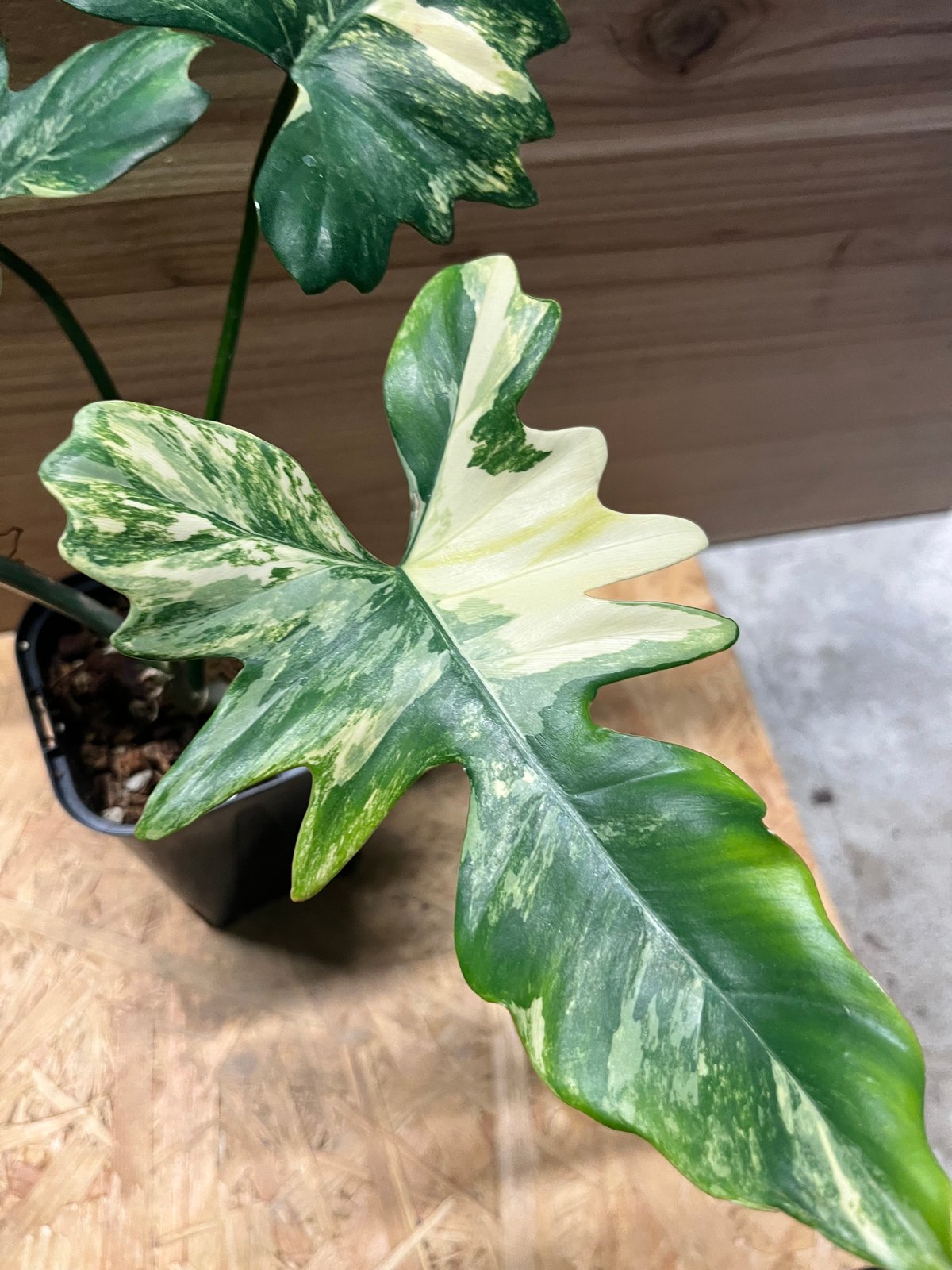 フィロデンドロン キティナ （フロリダビューティー×マヨイ