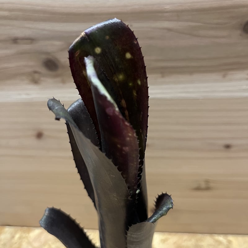 ビルベルギア ダースベイダー | GREEN LUCK