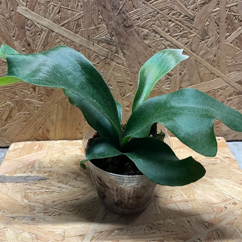 ヒリー パナマ　ビカクシダ　L 美品 ビカクシダ ヒリー パナマ Platycerium hillii Panama ビカクシダヒリ