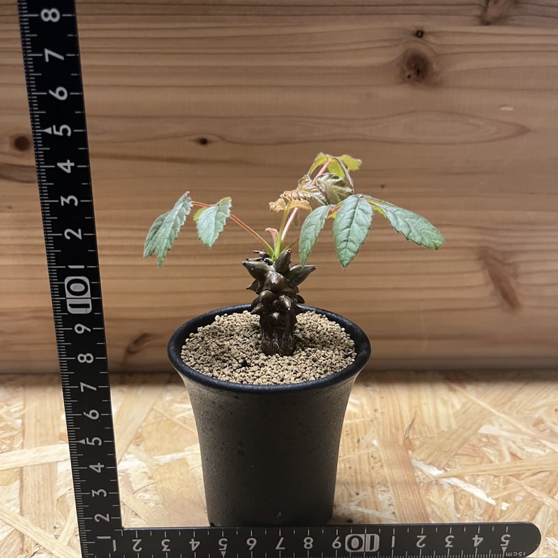 ベイセリア メキシカーナ | GREEN LUCK