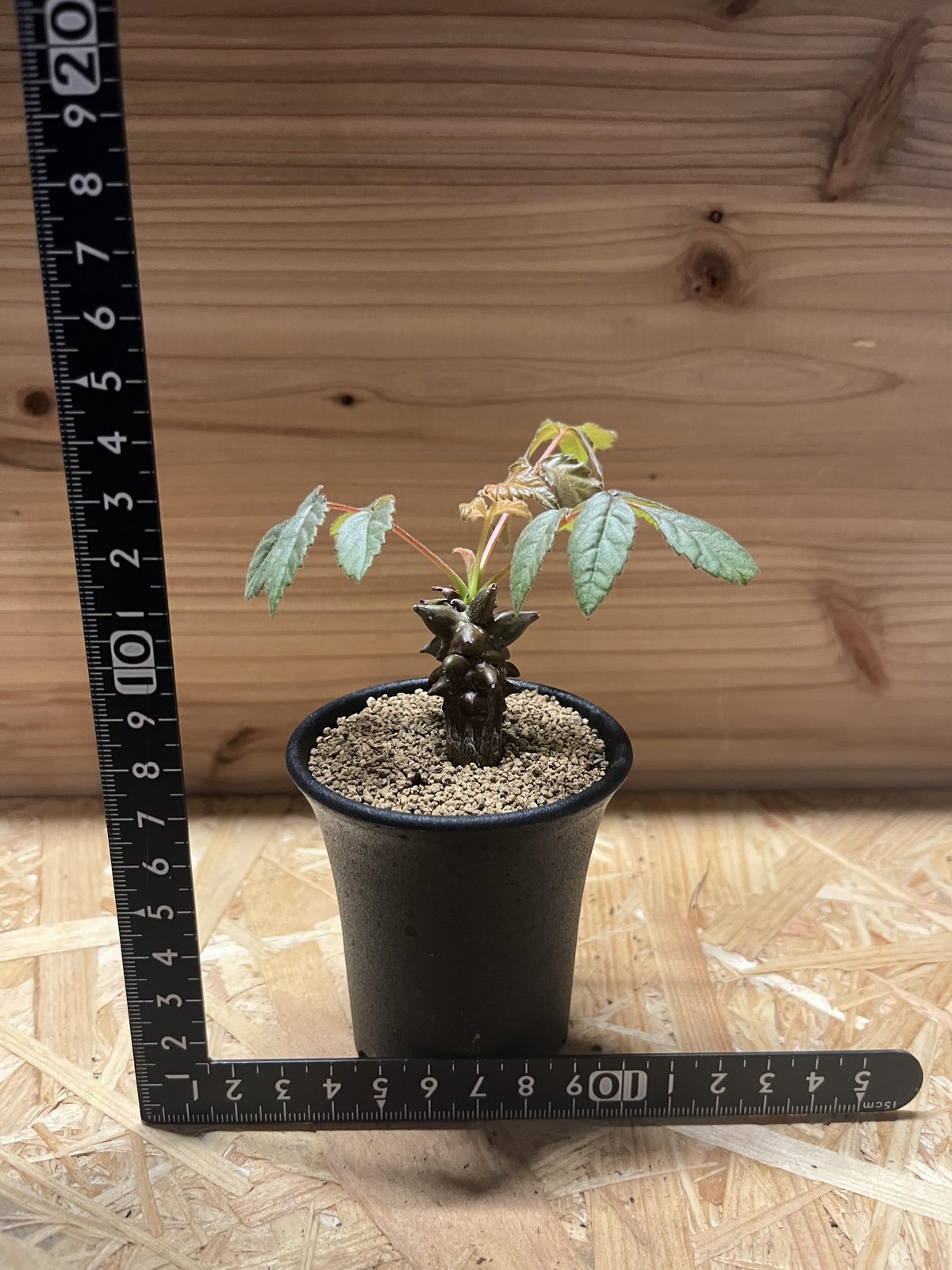 【実生】ベイセリアメキシカーナ 実生】ベイセリアメキシカーナ ベイセリア メキシカーナ