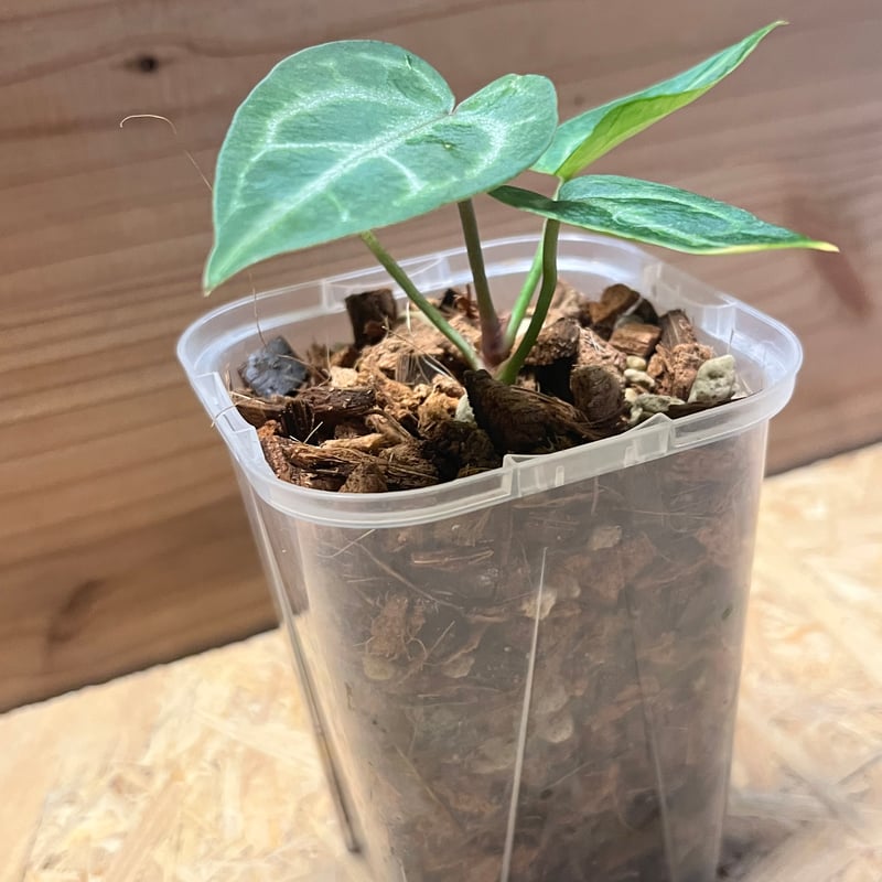 アンスリウム エンジェルズドリーム 二芽 アンスリウム エンジェルズドリーム | GREEN LUCK