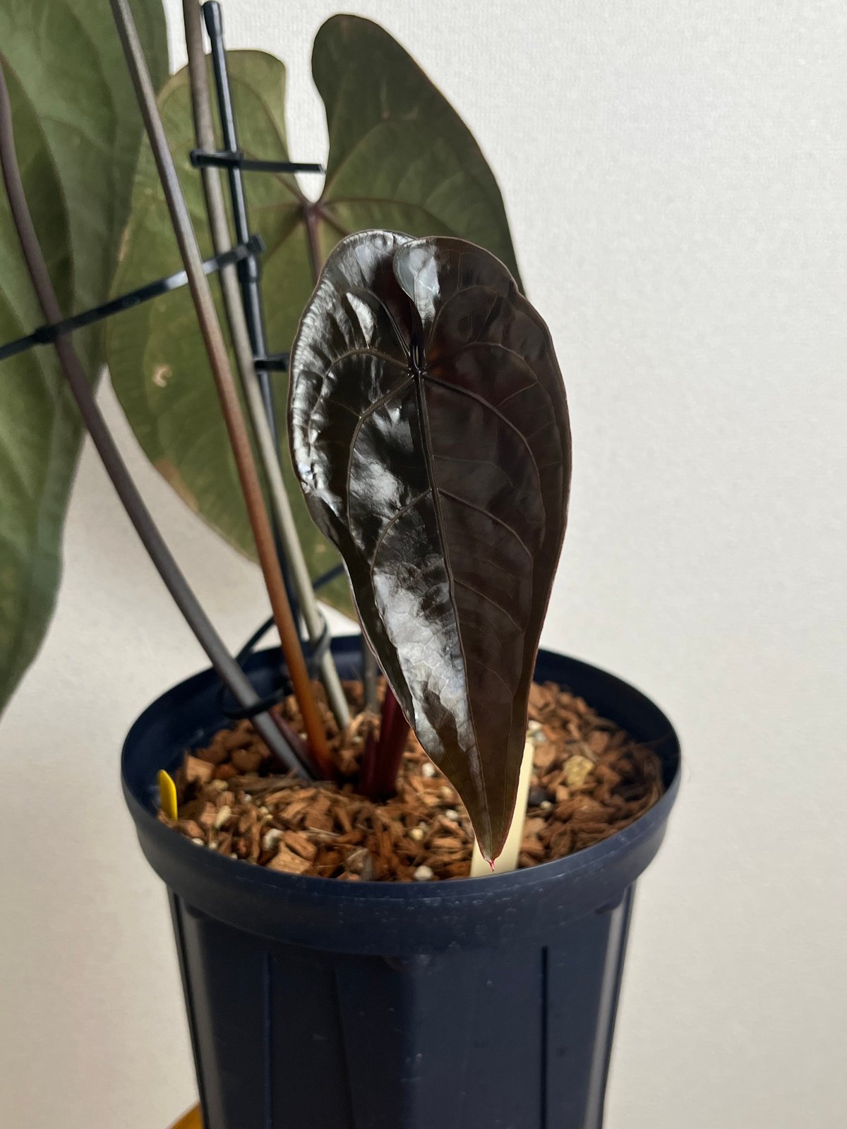 アンスリウム エースオブスペード ダークフォーム セルフ