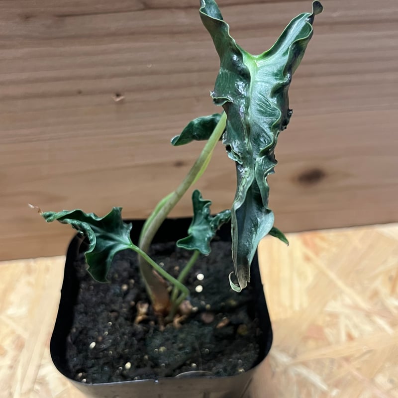 アロカシア ロコ | GREEN LUCK