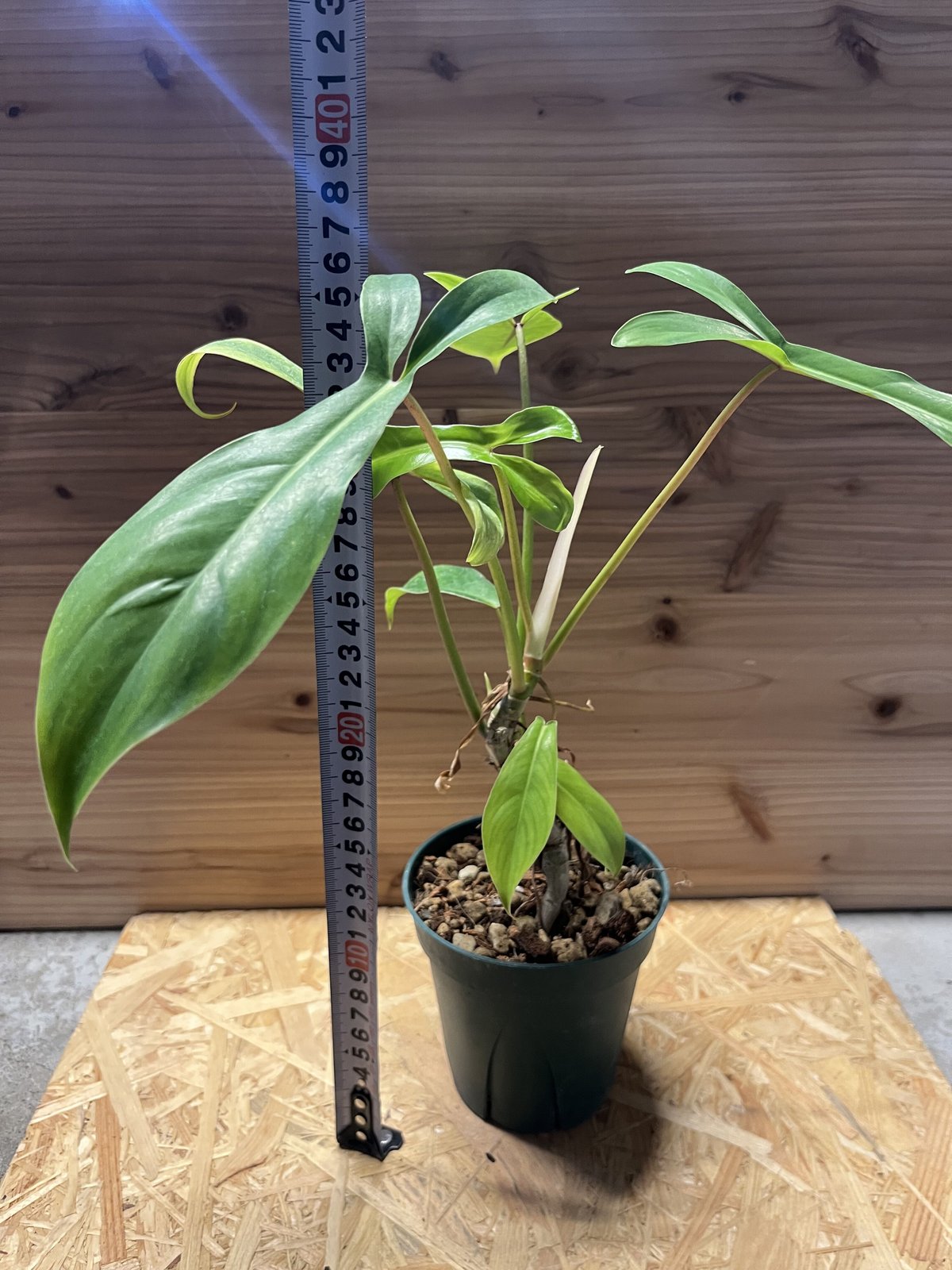 フィロデンドロン 69686 | GREEN LUCK