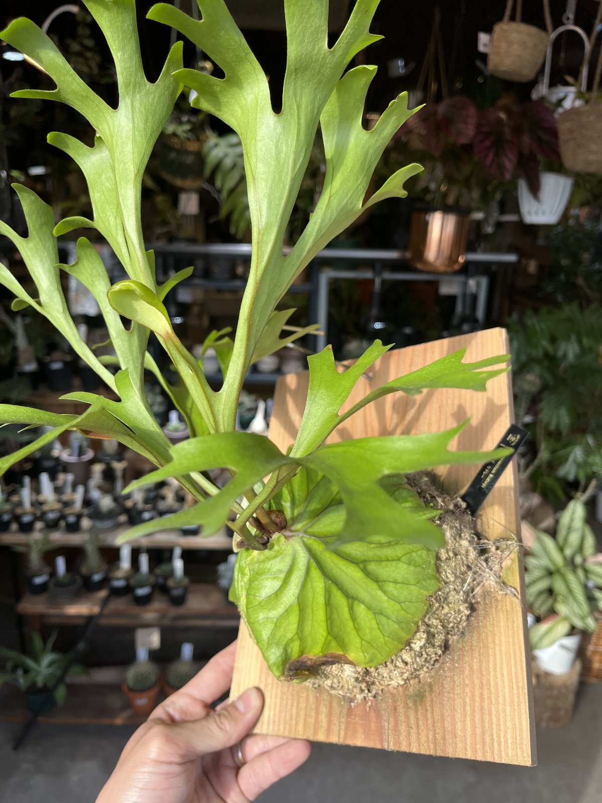 ビカクシダ リドレイ | GREEN LUCK