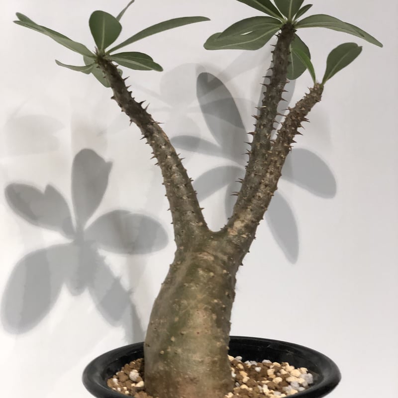 パキポディウム　マカイエンセ パキポディウム：マカイエンセ （魔界玉）4号23-01 の通販