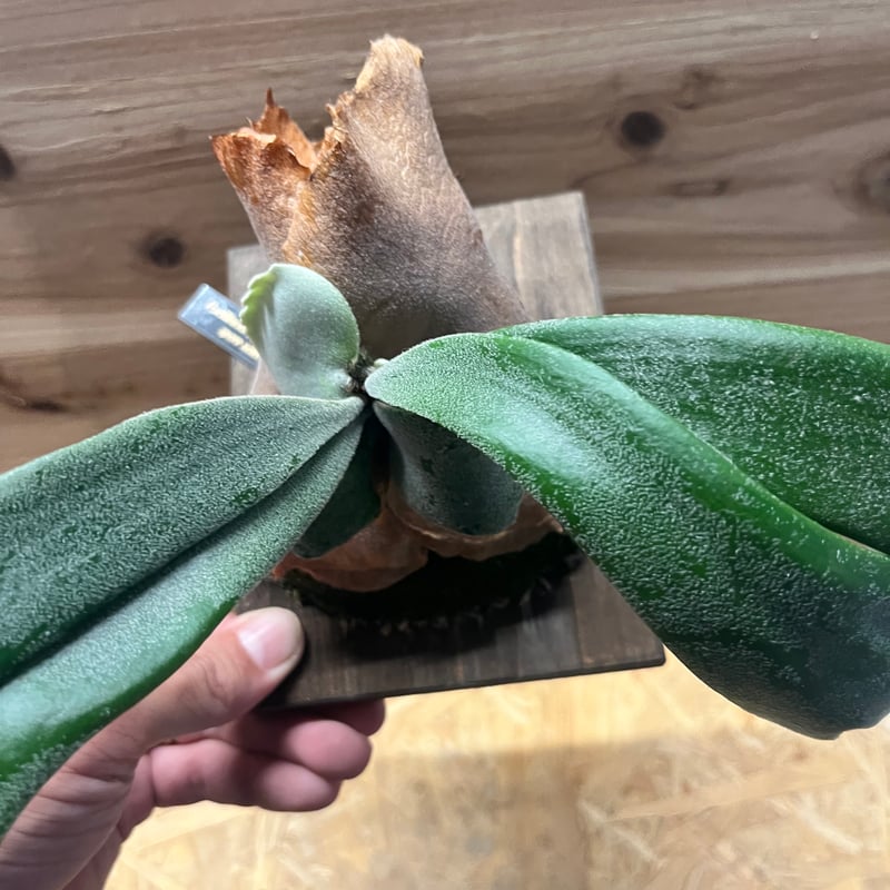 ビカクシダ リトルクラウン スポアセレクト | GREEN LUCK