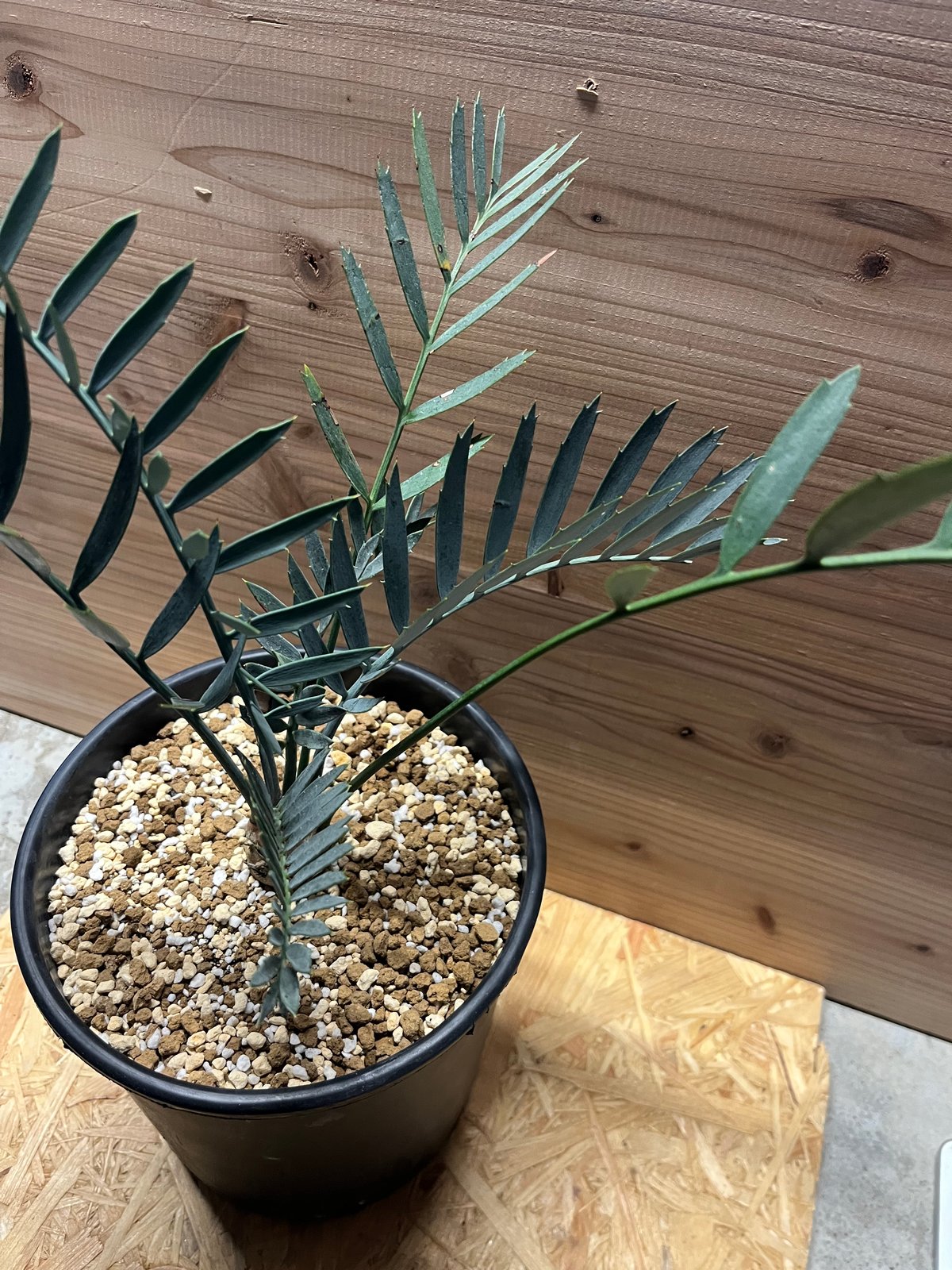 エンセファラルトス レーマニー | GREEN LUCK