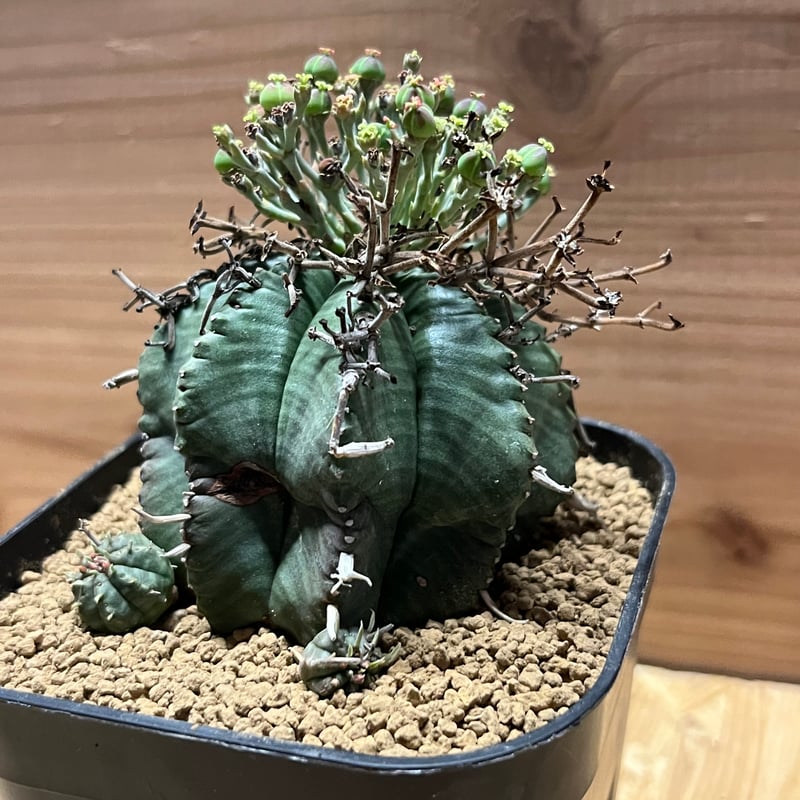 【SRL鉢付き】ユーフォルビア・スーパーバリダ SRL鉢付き】ユーフォルビア・スーパーバリダ