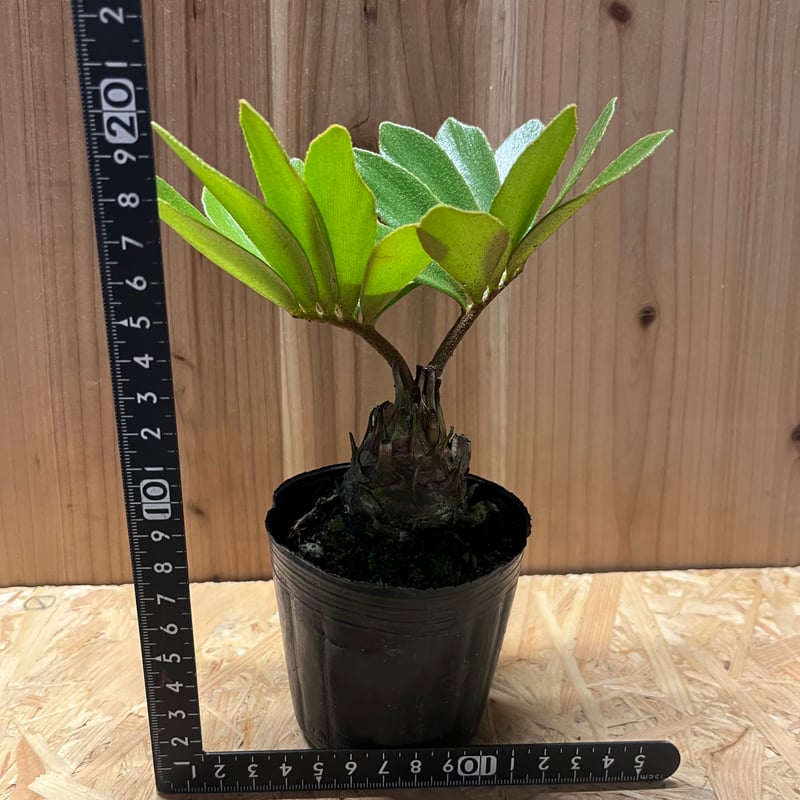 c*n様 ザミアフルフラセア（メキシコソテツ）厳選品　8寸 c*n様 ザミアフルフラセア（メキシコソテツ）厳選品 8寸 c*n