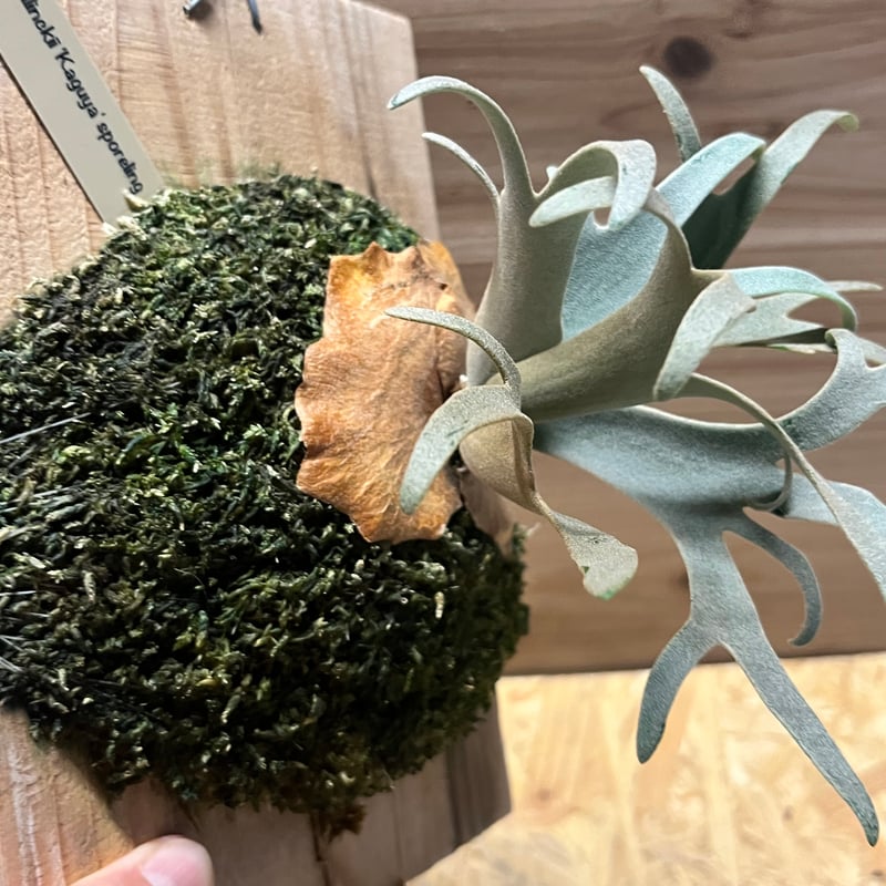 ビカクシダ ウィリンキー 'カグヤ' スポア | GREEN LUCK