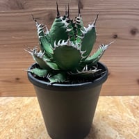 アガベ ユタエンシス エボリスピナ 実生 | GREEN LUCK