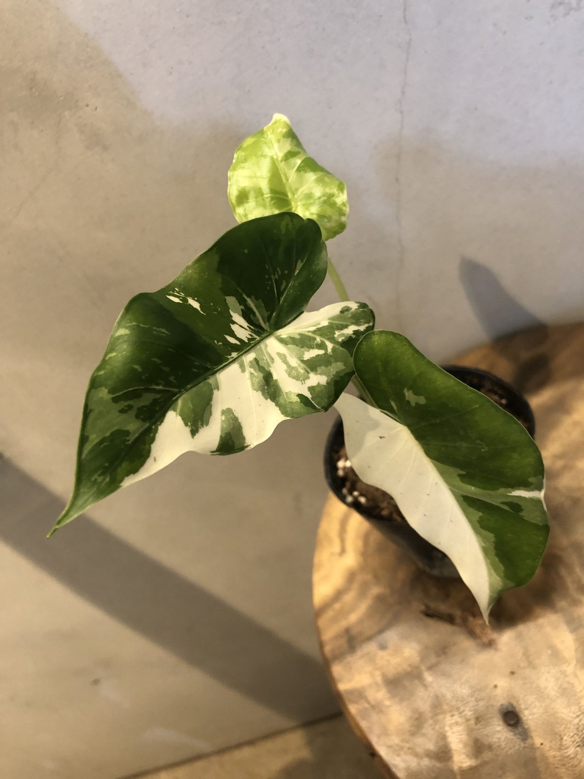 斑入り クワズイモ アロカシア オドラ | GREEN LUCK