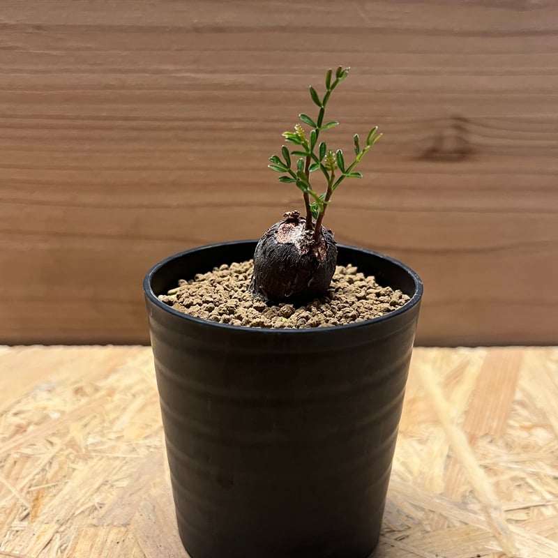 オペルクリカリア パキプス | GREEN LUCK