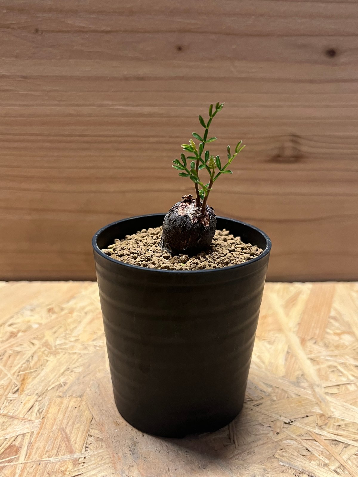 オペルクリカリア パキプス | GREEN LUCK