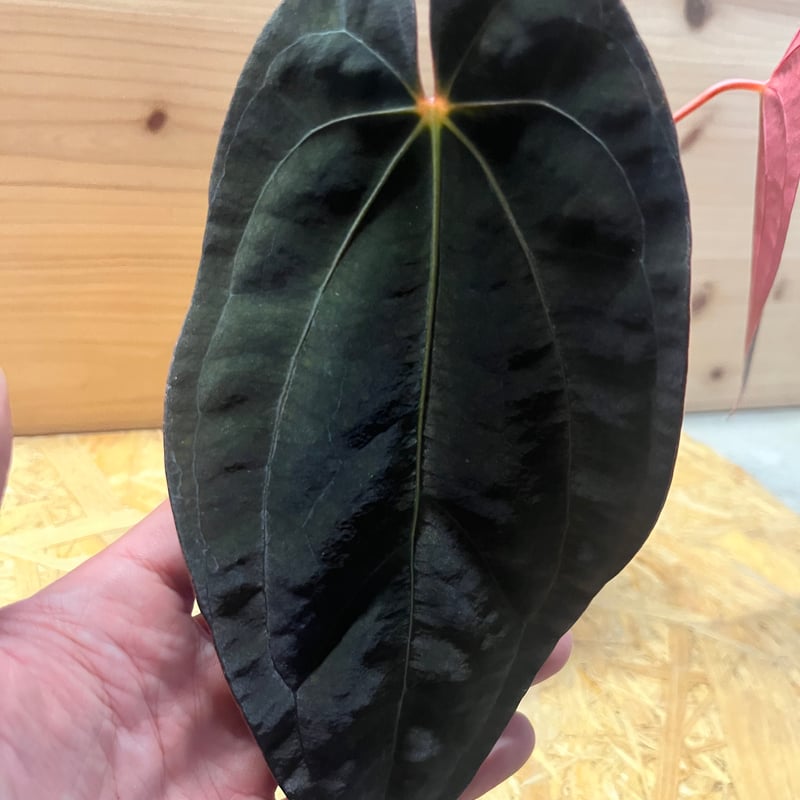 2 アンスリウム　パピリラミナム　FS フォートシャーマン×ダークフェニックス 2 アンスリウム パピリラミナム FS フォートシャーマン×ダーク