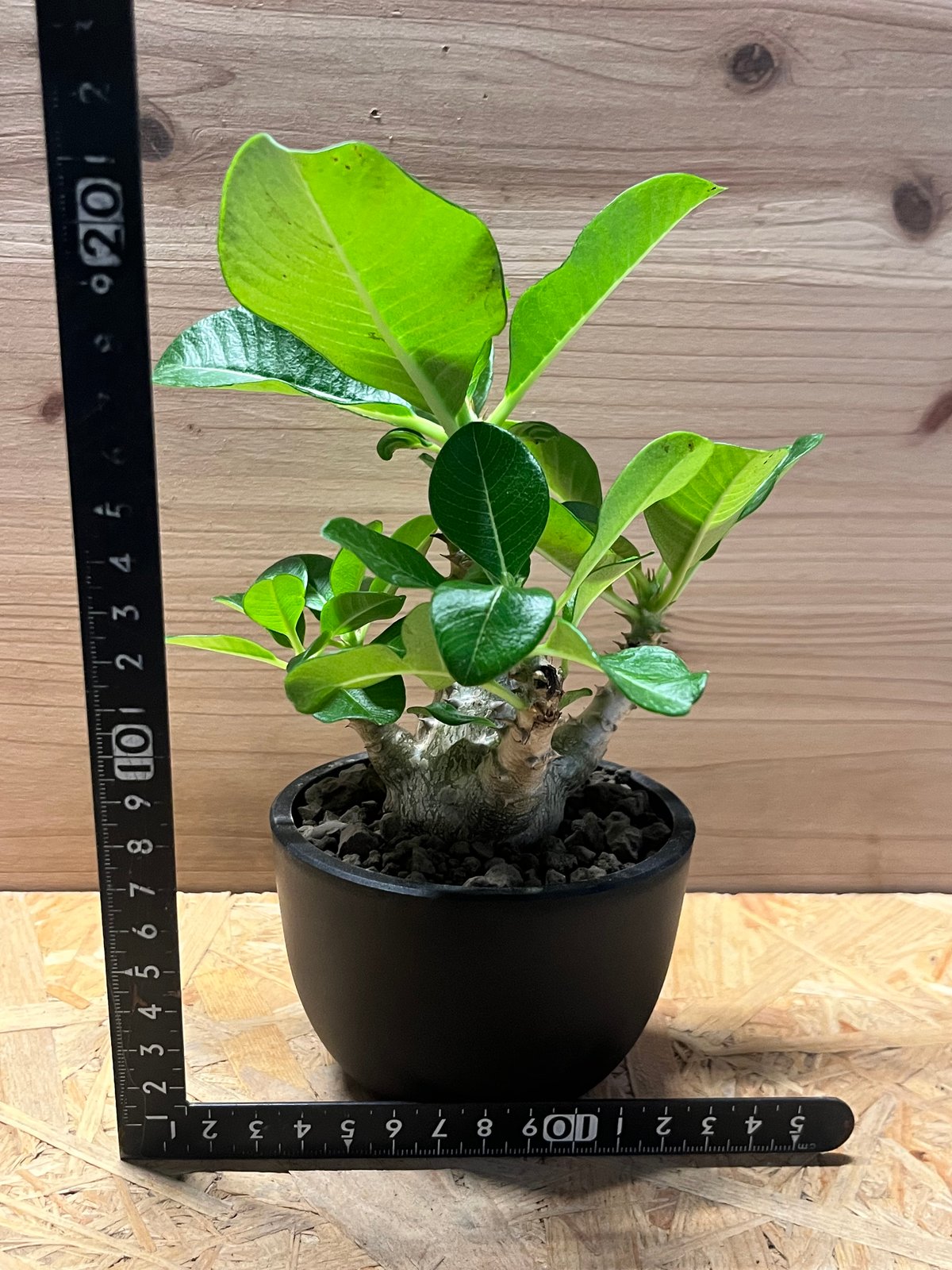 パキポディウム ウィンゾリー パキポディウム ウィンゾリー | GREEN LUCK