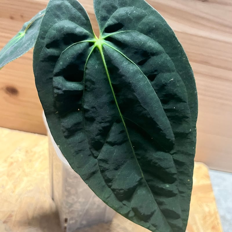 アンスリウム パピリラミナム 'グナヤラ' | GREEN LUCK