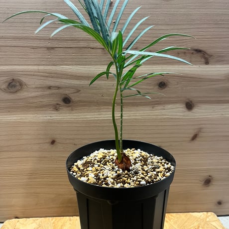 サイカス ディオーン　エデュレ　4号鉢　ソテツ サイカス ディオーン エデュレ 4号鉢 ソテツ - メルカリ