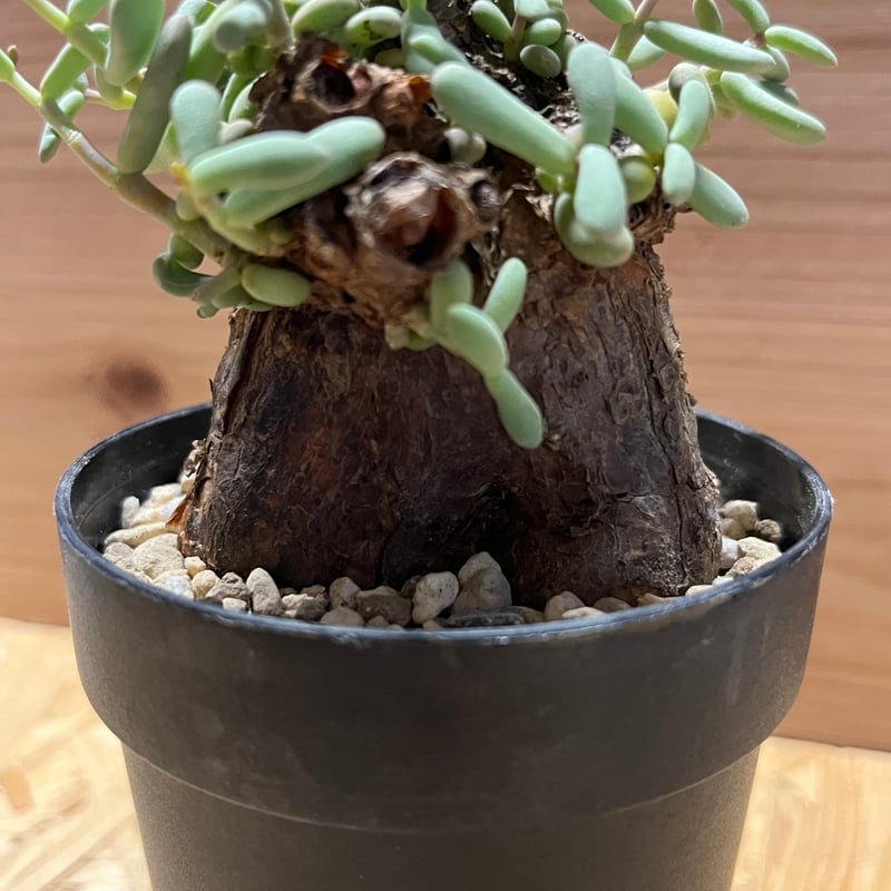 ケラリア ピグマエア ケラリア ピグマエア | GREEN LUCK